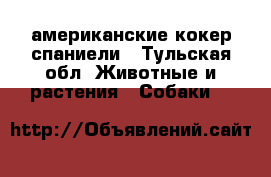 американские кокер спаниели - Тульская обл. Животные и растения » Собаки   